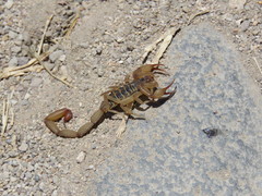 Centruroides elegans