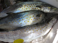 Scomberomorus sierra