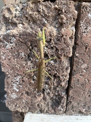 Polyspilota aeruginosa