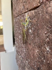 Polyspilota aeruginosa