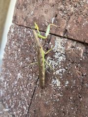 Polyspilota aeruginosa