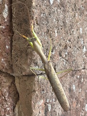 Polyspilota aeruginosa