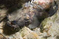 Batrachomoeus dubius