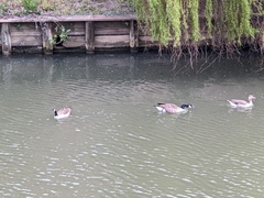 Branta canadensis
