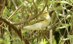 Phylloscopus sibilatrix