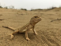 Phrynocephalus mystaceus