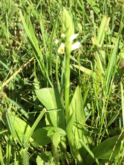 Spiranthes lucida