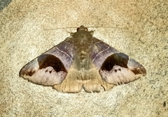 Bastilla joviana