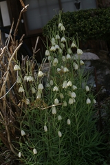 Fritillaria thunbergii