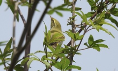 Phylloscopus sibilatrix