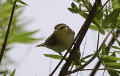 Phylloscopus sibilatrix