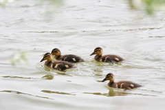 Anas platyrhynchos