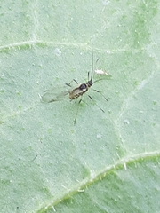 Aphididae