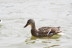 Anas platyrhynchos