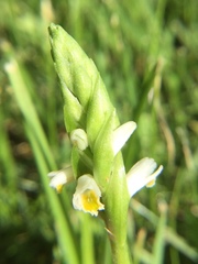 Spiranthes lucida