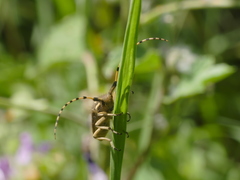 Agapanthia annularis