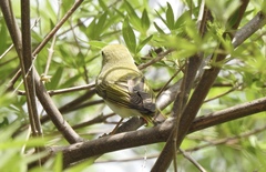 Phylloscopus sibilatrix