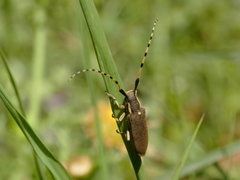 Agapanthia annularis