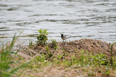 Motacilla alba