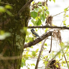 Parus major
