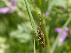 Agapanthia annularis