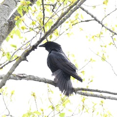 Corvus corone
