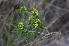 Vincetoxicum hirundinaria adriaticum