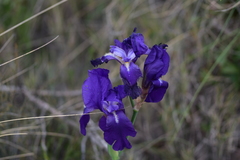 Iris pallida illyrica
