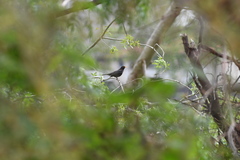 Turdus merula