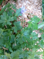 Anemonoides apennina