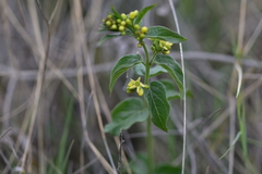 Vincetoxicum hirundinaria adriaticum