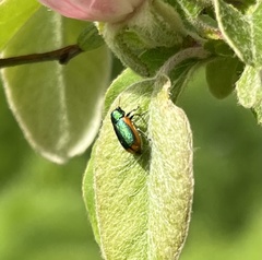 Smaragdina limbata