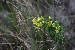 Vincetoxicum hirundinaria adriaticum