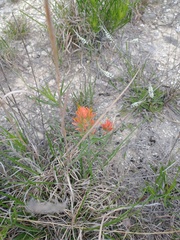 Castilleja lindheimeri