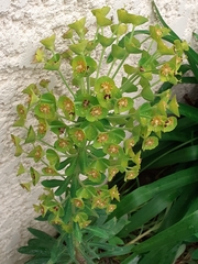 Euphorbia seguieriana