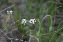 Valeriana tuberosa