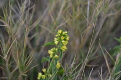 Vincetoxicum hirundinaria adriaticum