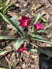 Tulipa humilis
