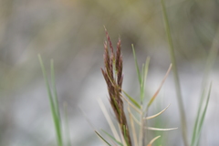 Bromus condensatus