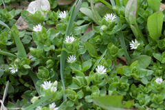 Stellaria media