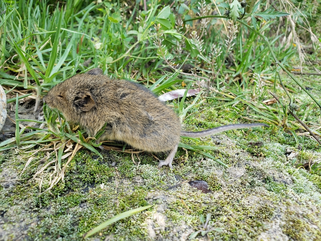 Bolivian Grass Mouse (Akodon boliviensis)