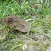 Bolivian Grass Mouse - Photo (c) marisolhidalgo, some rights reserved (CC BY-NC), uploaded by marisolhidalgo
