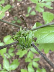 Dryocosmus floridensis