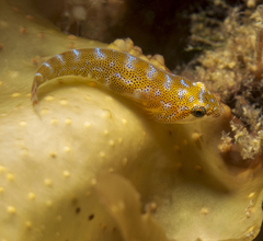 Cochleoceps orientalis