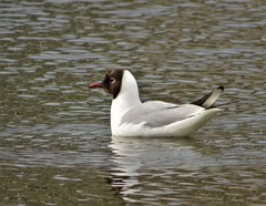 Chroicocephalus ridibundus