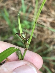 Scleria oligantha