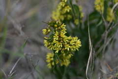 Vincetoxicum hirundinaria adriaticum