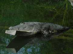 Crocodylus moreletii