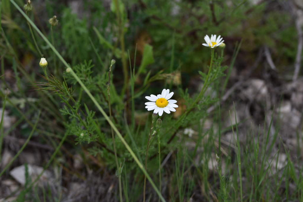 Corn chamomile