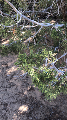 Juniperus californica